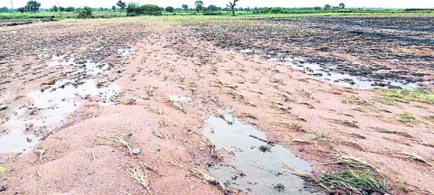 ఫసల్‌ బీమా.. ఇవ్వని ధీమా