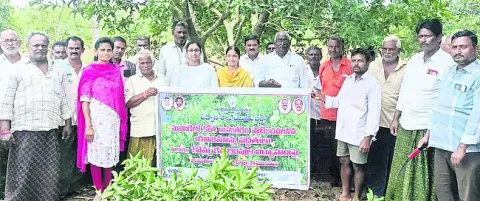 మామిడి తోటల్లో కొమ్మ కత్తిరింపులు చేపట్టాలి 