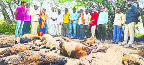 కుక్కల దాడిలో 21 గొర్రెలు మృతి 