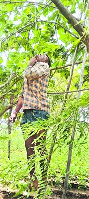 ఉరి వ