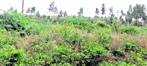 కేబిన