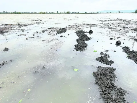 ‘ప్రాణహిత’ ఉగ్రరూపం