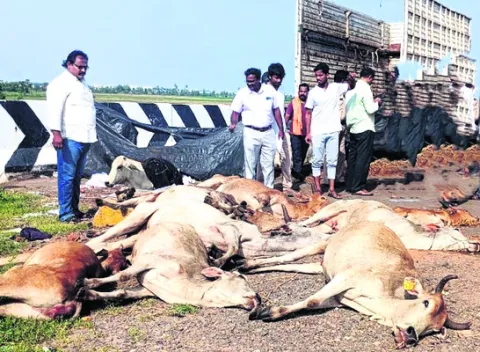 కంటైనర్‌ బోల్తా.. 14 ఆవులు మృతి 