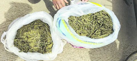 ఎండు గంజాయి స్వాధీనం 