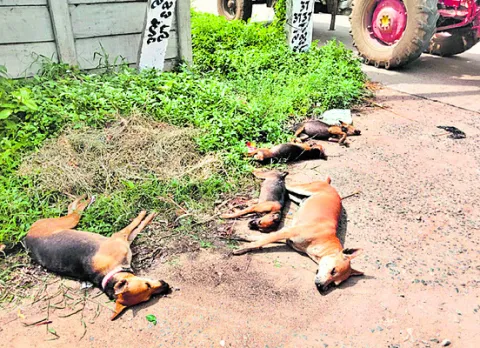 వీధి కుక్కలపై విషప్రయోగం 