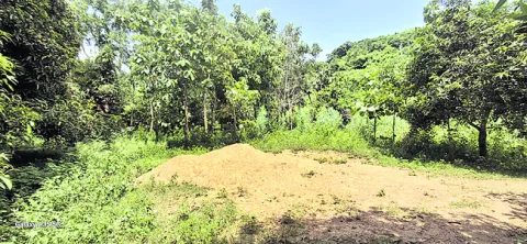 హోంమం