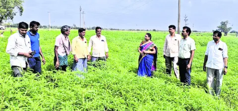 జీలుగతో భూసారం పెంపు