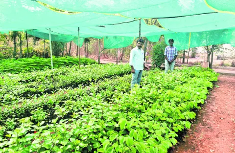 పచ్చదనమే లక్ష్యంగా..!
