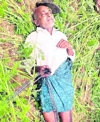 పంట చ