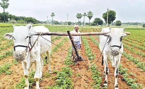 Telangana Farmers Worried Over Rain Deficit in State2
