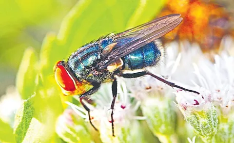 New World screwworm disease is an infestation cases in usa