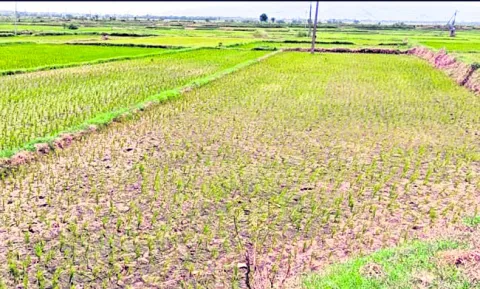 ఎండిపోతున్న వరి నారుమడులు