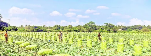 క్యాబ