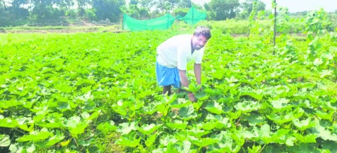 కూరగా