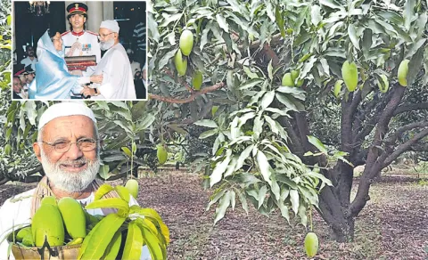 Triple Century Mango Tree is a real horticultural marvel in India!