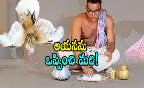 Tollywood actor Kota Srinivasa Rao role in Aha Naa Pellanta Movie 