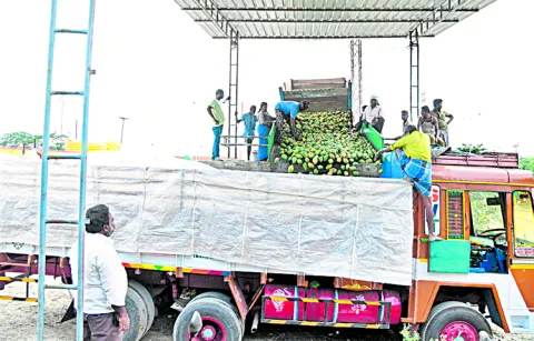 Price of Totapuri mango increased