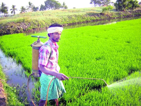 నారు 