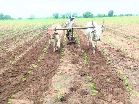 కనికర