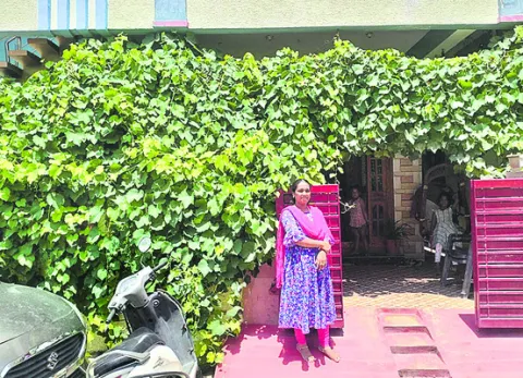 పచ్చని తోరణంలా ద్రాక్ష తీగ 