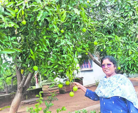 మా ఇంటి తోట