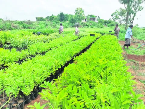 నిలువ