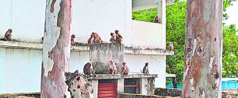 వామ్మ