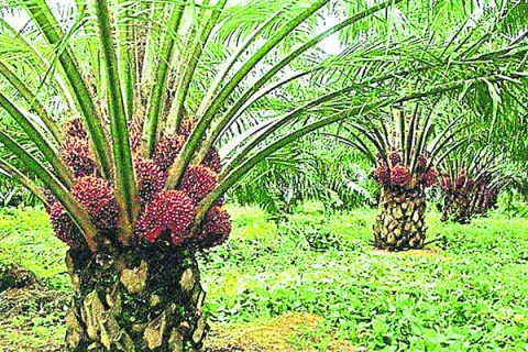 లాభాల