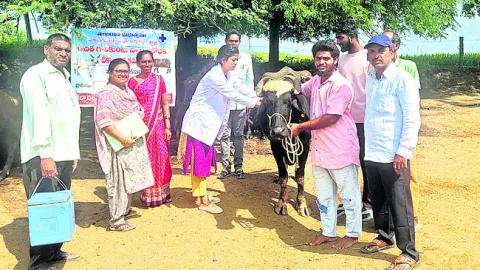 పశువు