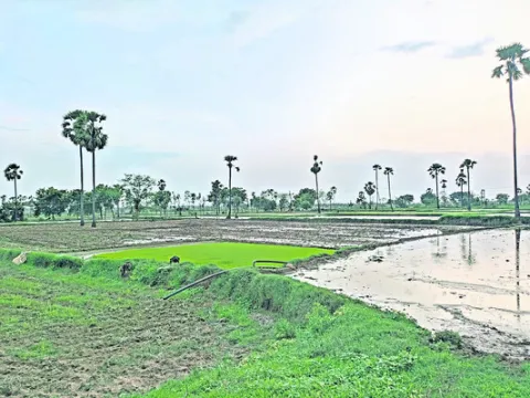 వరి న