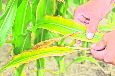 భాస్వ