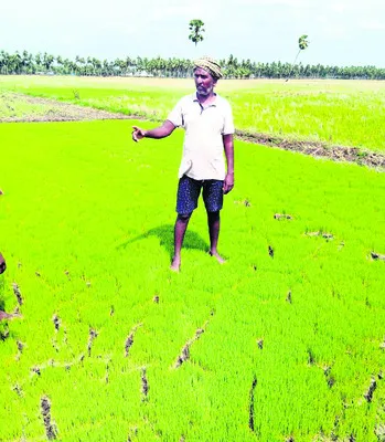 ఎండుతున్న నారుమళ్లు 