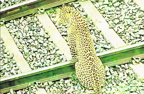 రైలు పట్టాలు దాటుతున్న చిరుత 