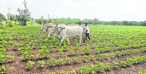 నాగేట