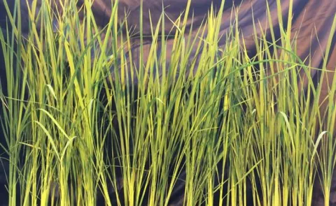 Moon Rice Developing the perfect crop for space bases