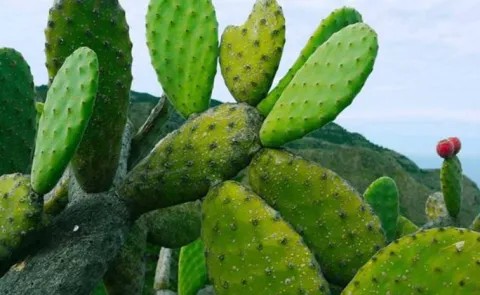 Cactus Plastic: Scientist In Mexico Creates Biodegradable Plastic13