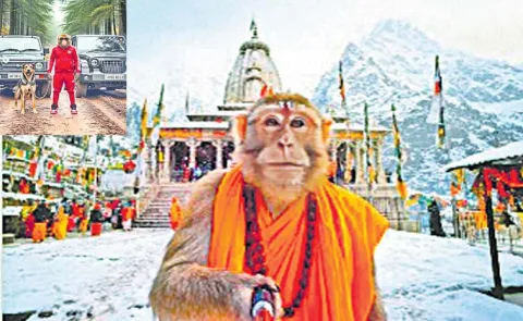 Social Media Is Turning Tourists Into Pet Trends