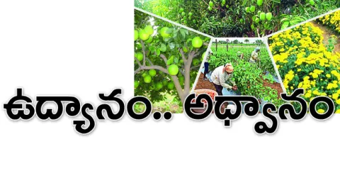 జిల్లా ఉద్యాన శాఖ పరిస్థితి అధ్వానంగా తయారైంది. కూటమి స