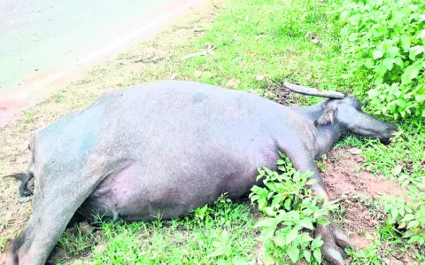 వాహనం ఢీకొని  రెండు గేదెలు మృతి 