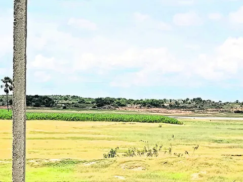 కాటేస