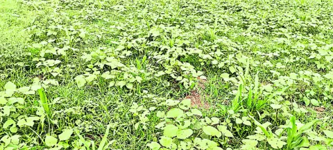 ఆరుతడ