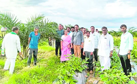 ఆయిల్‌పామ్‌ లక్ష్యం 2,500ఎకరాలు