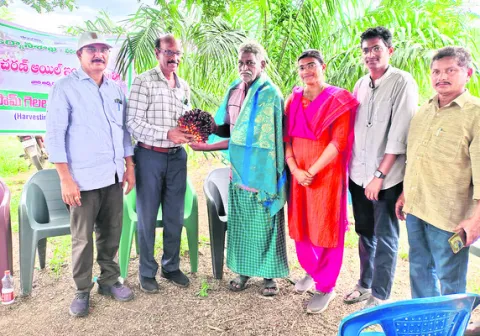 ఆయిల్‌పామ్‌ తొలిపంట ప్రారంభం