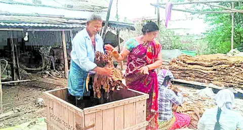 పొగాక