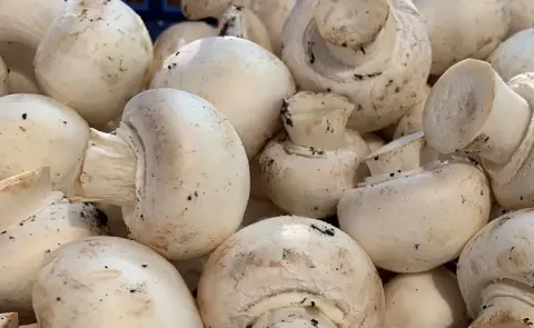Mushrooms demand In rainy season, amazing health benefits: check here13