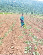 కుటుంబ కలహాలతో పంట ధ్వంసం 