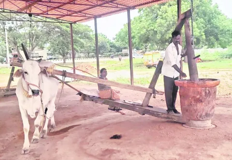 గానుగ