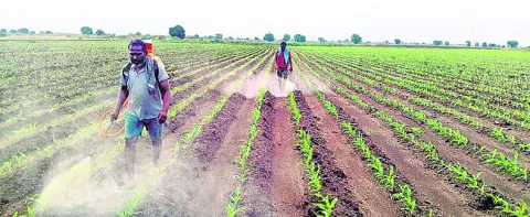 మొక్కజొన్నలో కత్తెర పురుగును నివారించాలి 
