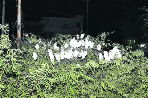చెట్ట