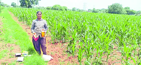మొక్కజొన్నకు కత్తెర పురుగు